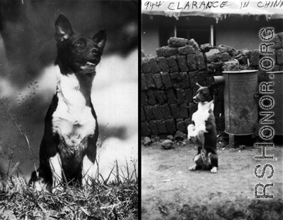 Hanging out, probably at Yangkai base, Yunnan.  Jay Rosencrantz, on the right, holds pet 'Clarance'.  Although called to be men at war, these soldiers were still young, and a boy's best friend was still a comfort and friend even during war.