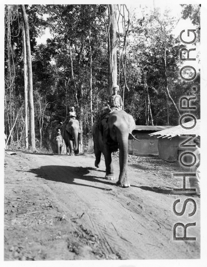 Local people in Burma near the 797th Engineer Forestry Company--men riding elephants, possibly assisting in logging.  During WWII.
