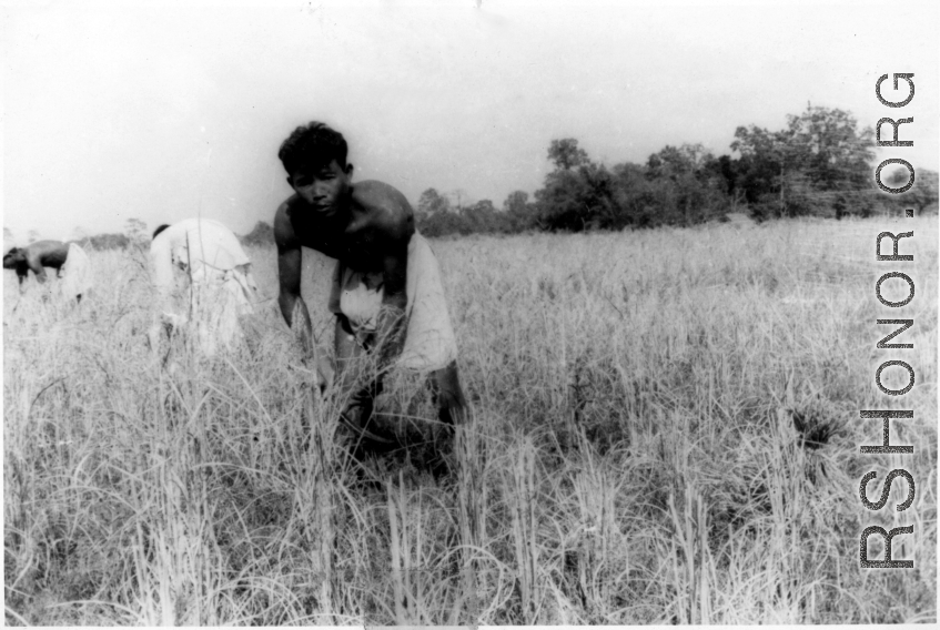 Man working in farm field in India.  Local images provided to Ex-CBI Roundup by "P. Noel" showing local people and scenes around Misamari, India.    In the CBI during WWII.