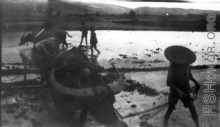 Local people in China: Farm people use water buffalo to prepare rice paddies for planting. During WWII.