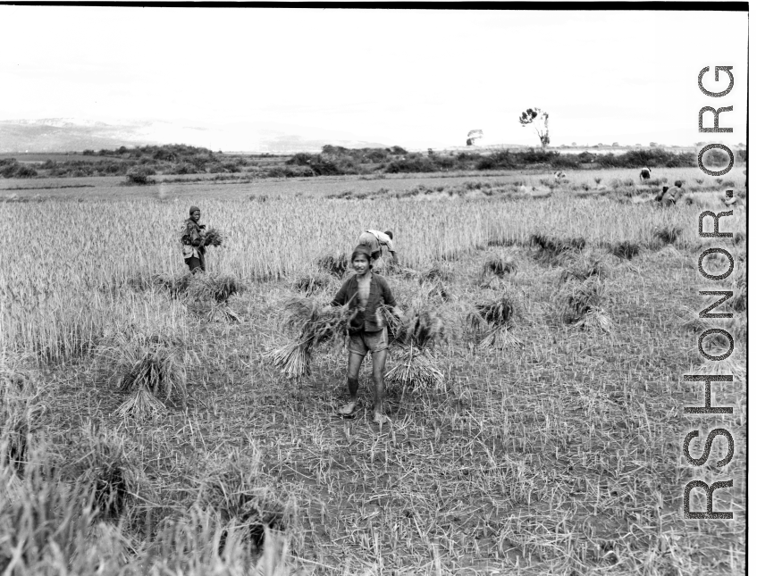 Local people in Yunnan, China: Farmers cut and bundle rice in preparation for threshing. During WWII.  From the collection of Eugene T. Wozniak.