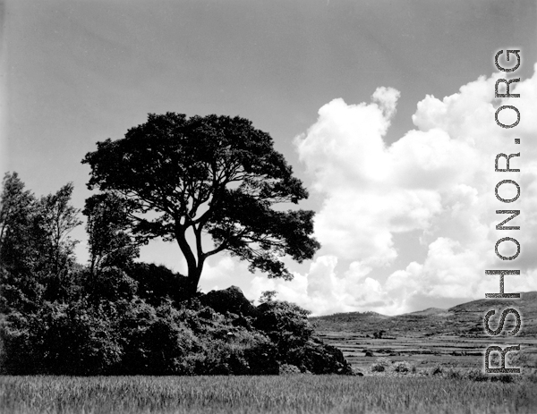 Beautiful scenery in China, including a large tree and rice paddies. During WWII.  From the collection of Wozniak, combat photographer for the 491st Bomb Squadron, in the CBI.