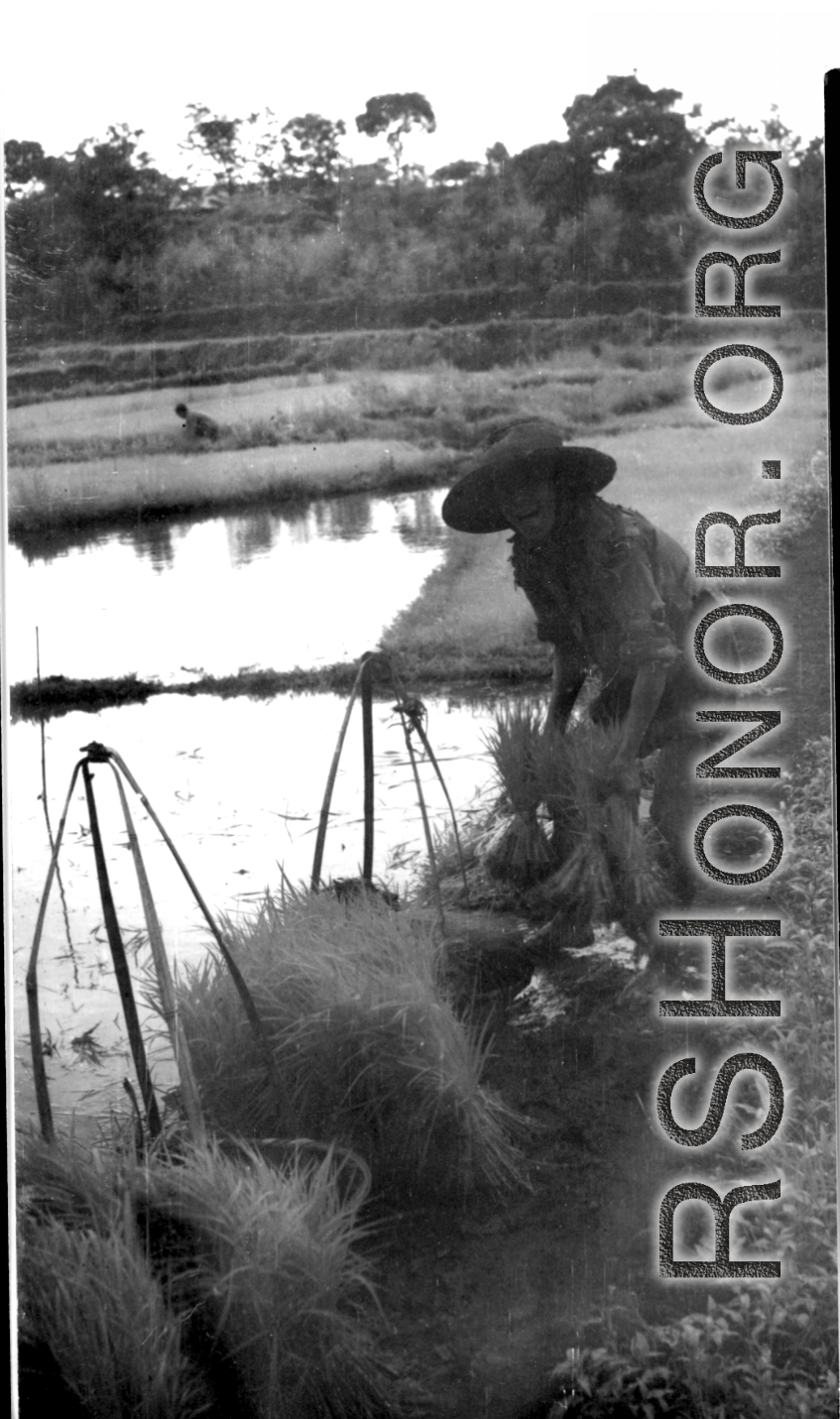 A farmer transplanting rice sprouts in southern China during WWII.