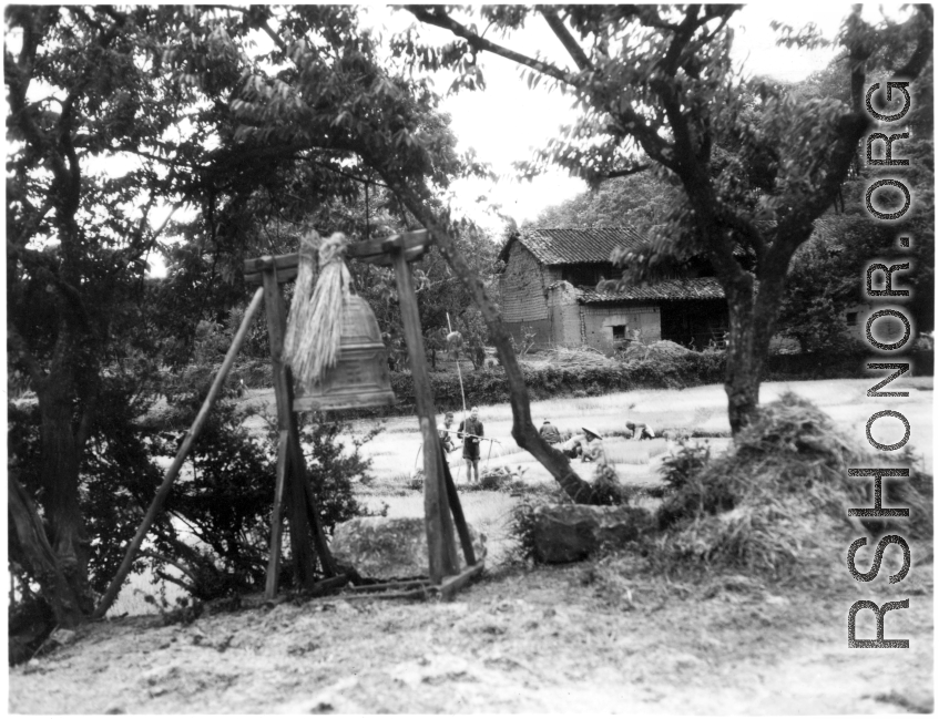 Readying rice sprouts for transplantation in a village in Yunnan province, China. Note the large bell on a stand. During WWII.