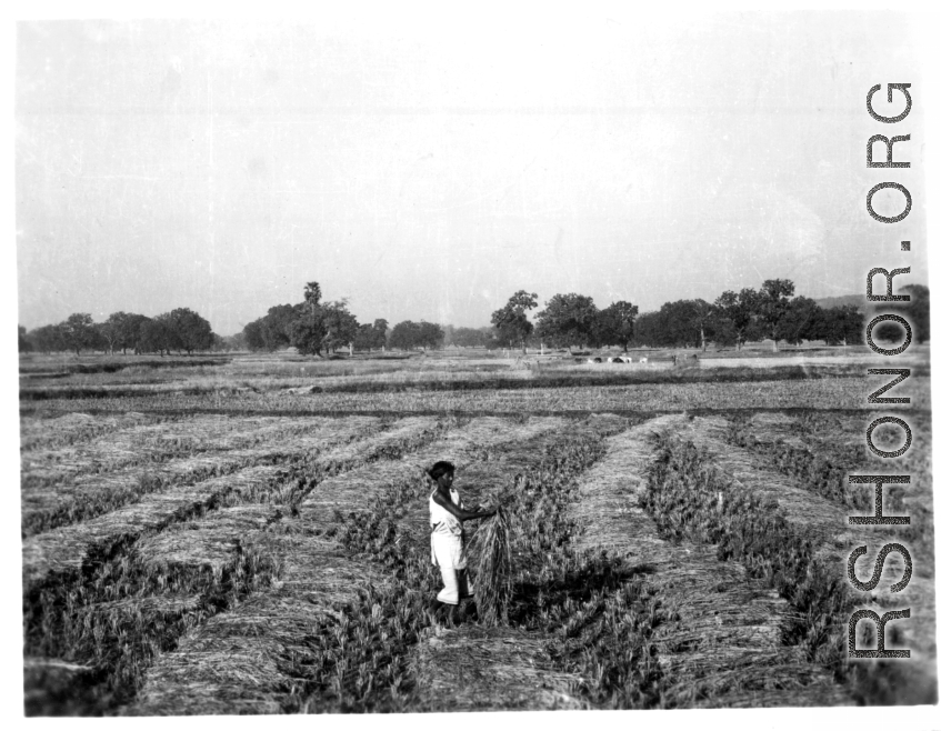 Person stands in dry rice paddies among cut rice stalks.  Scenes in India witnessed by American GIs during WWII. For many Americans of that era, with their limited experience traveling, the everyday sights and sounds overseas were new, intriguing, and photo worthy.