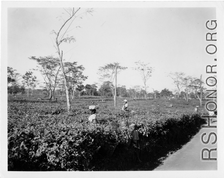 Local people in Burma near the 797th Engineer Forestry Company--people picking tea leaves.  During WWII.
