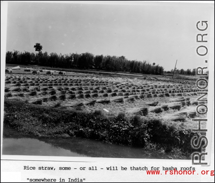 Rice straw, some of which will be used ofr basha roofs. India.