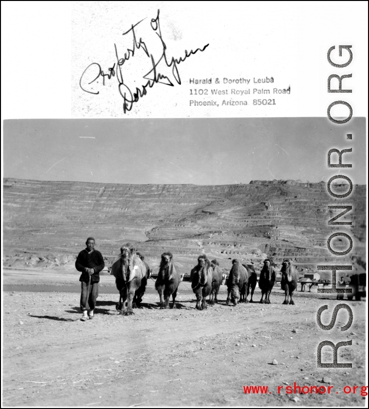 A camel train in northern China during WWII.