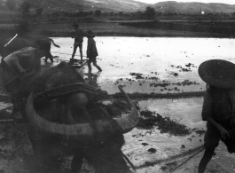 Local people in China: Farm people use water buffalo to prepare rice paddies for planting. During WWII.