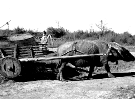 Ox cart in China during WWII.