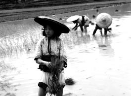 A Chinese girl working in the fields in the CBI, transplanting rice sprouts.