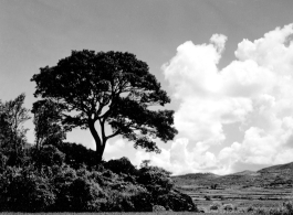 Beautiful scenery in China, including a large tree and rice paddies. During WWII.  From the collection of Wozniak, combat photographer for the 491st Bomb Squadron, in the CBI.