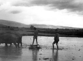 Local farmers in Yunnan province, China, plowing rice paddies. During WWII.