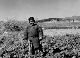 Local people in China: A woman stands among cabbage plants in Yunnan, China, during WWII.