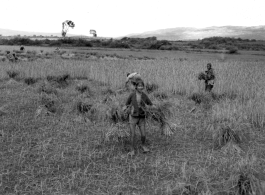 Farmers harvesting in Yangkai, Yunnan province, China. During WWII.