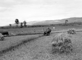 Farmers in Yunnan province, China, harvesting rice and rice straw. During WWII.