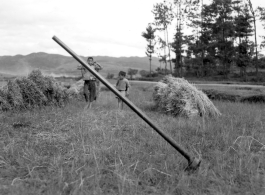 Local farming people in Yunnan province, China: Harvesting rice straw. During WWII.