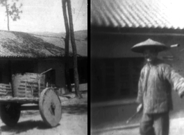 Farmers leading water buffalo through the base area at Yangkai. During WWII