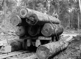 797th Engineer Forestry Company mill in Burma, loading logs for milling for bridge building along the Burma Road.  During WWII.
