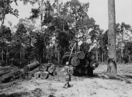 797th Engineer Forestry Company in Burma, loading logs for milling for bridge building along the Burma Road.  During WWII.