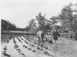 Scenes in Kunming, China, area during WWII: Farmer plowing flooded rice paddy.