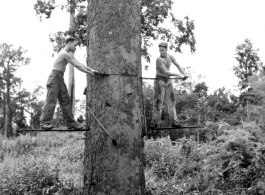 GIs cutting down trees in Burma for lumber mill.  During WWII.  797th Engineer Forestry Company.