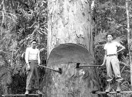 GIs cutting down trees in Burma for lumber mill.  During WWII.  797th Engineer Forestry Company.