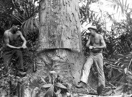 GIs cutting down trees in Burma for lumber mill.  During WWII.  797th Engineer Forestry Company.