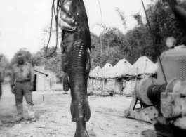 Engineers of the 797th Engineer Forestry Company pose with their catch after a round of fishin' in Burma.  During WWII.