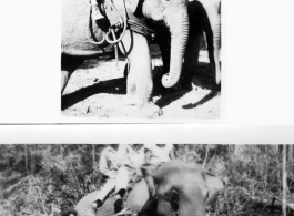 Local people in Burma near the 797th Engineer Forestry Company--men riding elephants, assisting in logging in some cases.  During WWII.