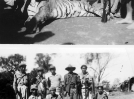 People pose with tiger in Burma.  Engineers of the 797th Engineer Forestry Company.  During WWII.