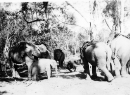 Local people in Burma near the 797th Engineer Forestry Company--domesticated elephants, assisting in logging in some cases.  During WWII.