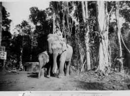 Local people in Burma near the 797th Engineer Forestry Company--men riding elephants, assisting in logging in some cases. Received February 17, 1945.  During WWII.