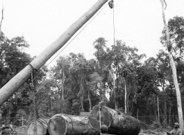 797th Engineer Forestry Company in Burma, loading logs for milling for bridge building along the Burma Road.  During WWII.