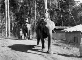 Local people in Burma near the 797th Engineer Forestry Company--men riding elephants, possibly assisting in logging.  During WWII.