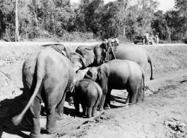 Local people in Burma near the 797th Engineer Forestry Company--domesticated elephants, assisting in logging in some cases.  During WWII.