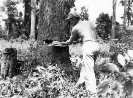 GIs cutting down trees in Burma for lumber mill.  During WWII.  797th Engineer Forestry Company.