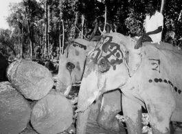 Local people in Burma near the 797th Engineer Forestry Company--men riding elephants, assisting in logging in some cases.  During WWII.