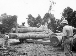 Wranging large logs of truck and towards saw with chains at a lumber mill of the 797th Engineer Forestry Company in Burma.  During WWII.