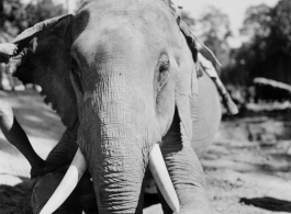 Local people in Burma near the 797th Engineer Forestry Company--men riding elephants, possibly assisting in logging.  During WWII.