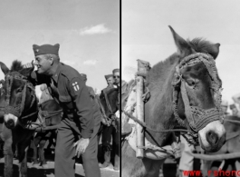 An American GI whispers encouragement to a donkey at a "race" arranged at Guilin during WWII.