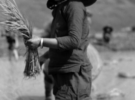 A Chinese woman planting rice sprouts in China during WWII.  From the collection of Wozniak, combat photographer for the 491st Bomb Squadron, in the CBI.