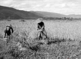 Farmers harvest rice in Yangkai, Yunnan province, China. During WWII.