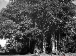 An enormous banyan tree in China, Burma, or India, during WWII.