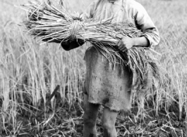 Local people in China: A farm worker bundles up rice stalks in preparation for threshing.  From the collection of Eugene T. Wozniak.