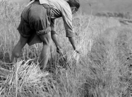 Local people in China: A farmer harvesting a grain, most likely rice. During WWII.  From the collection of Eugene T. Wozniak.