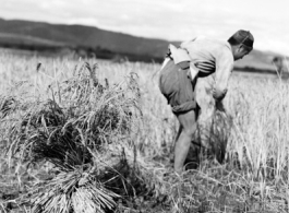 Local people in China: A man harvests rice during WWII.