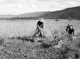 Local people in China: Farmers, most likely near Yangkai, cut and bundle rice as part of harvesting in the summer or fall. During WWII.