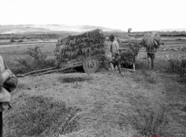 Local people in Yunnan, China: Harvesting rice on wooden-wheeled carts during WWII.