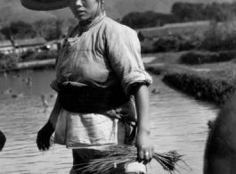 Local people in China: A woman in Yangkai, Yunnan transplants rice seedlings. During WWII.